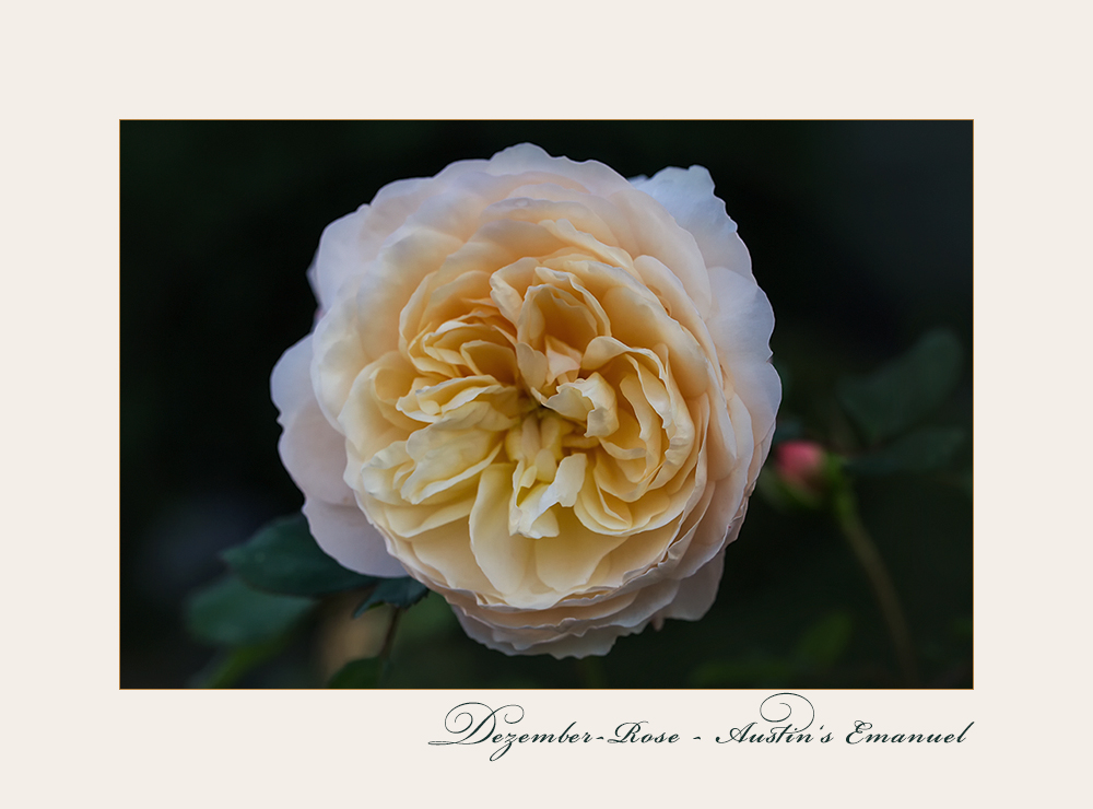 Austin's Emanuel - eine Dezember-Rose...