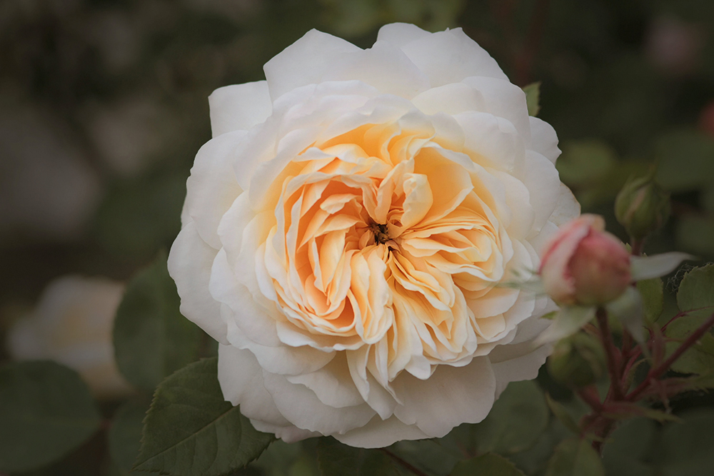 Austin's Emanuel or Crocus-Rose,