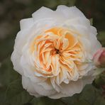 Austin's Emanuel or Crocus-Rose,