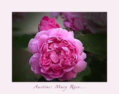 Austin's Mary Rose....