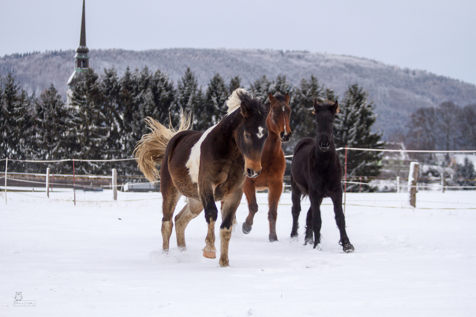 Austoben im Schnee