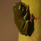 austr. treefrog