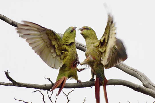 Austral Parakeets Fighting