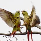 Austral Parakeets Fighting