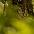 Austral Pygmy-Owl