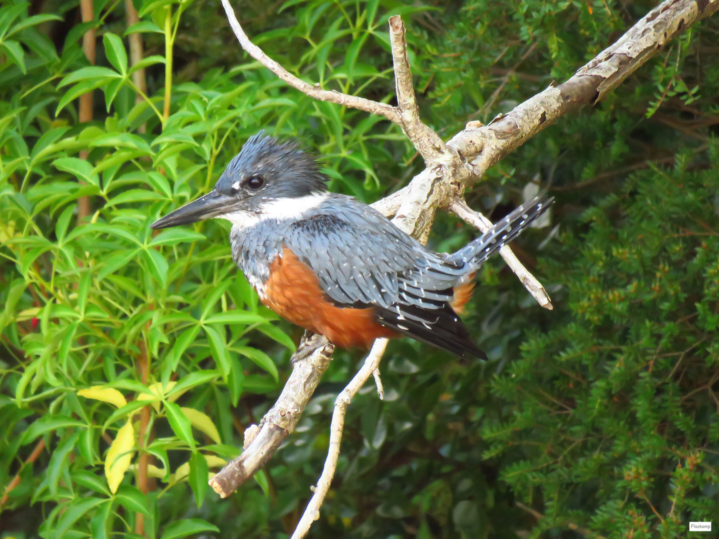 Austral Ringed Kingfisher ....