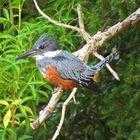 Austral Ringed Kingfisher ....