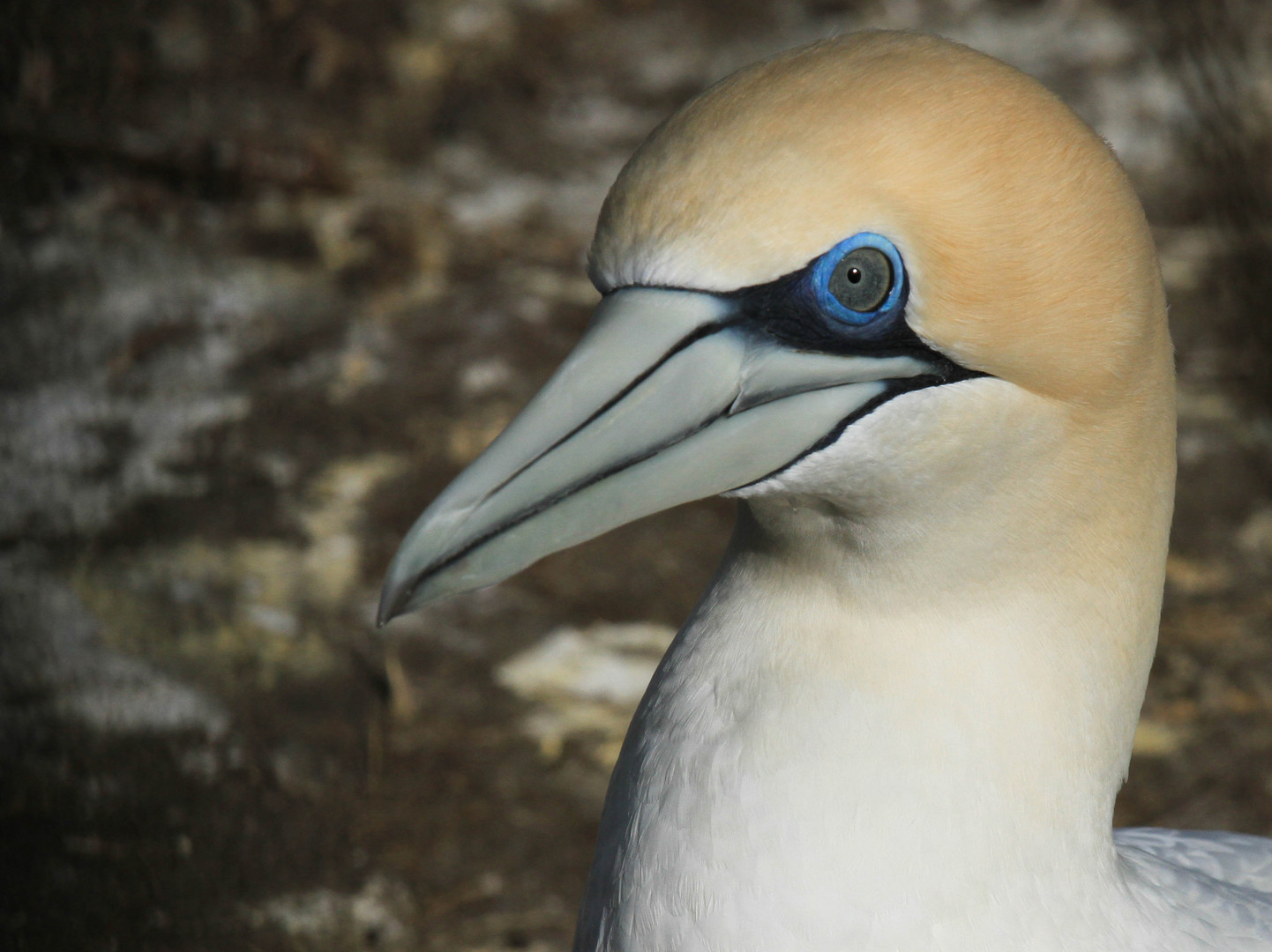 Australasian Gannet