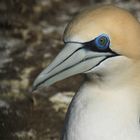 Australasian Gannet