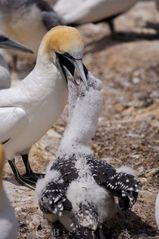 Australasian Gannet