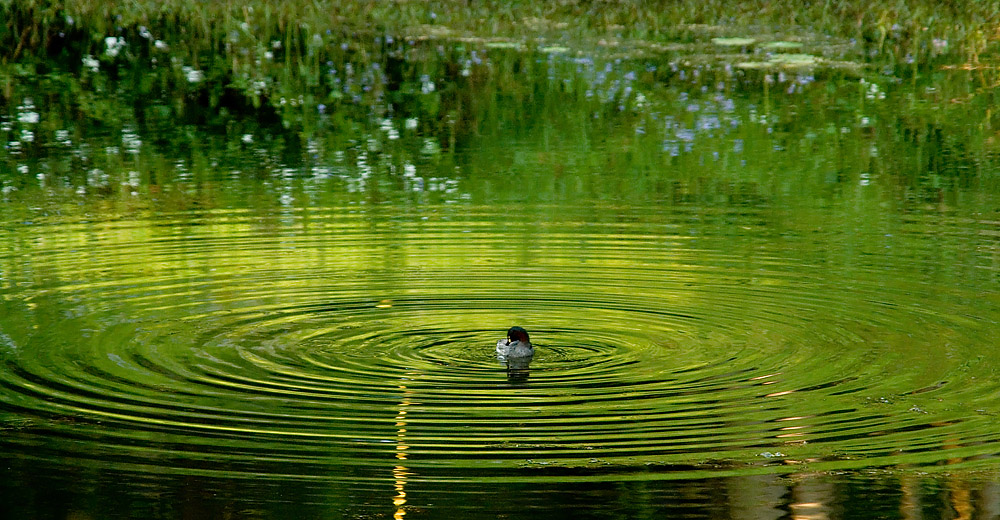 Australasian Grebe Making Waves