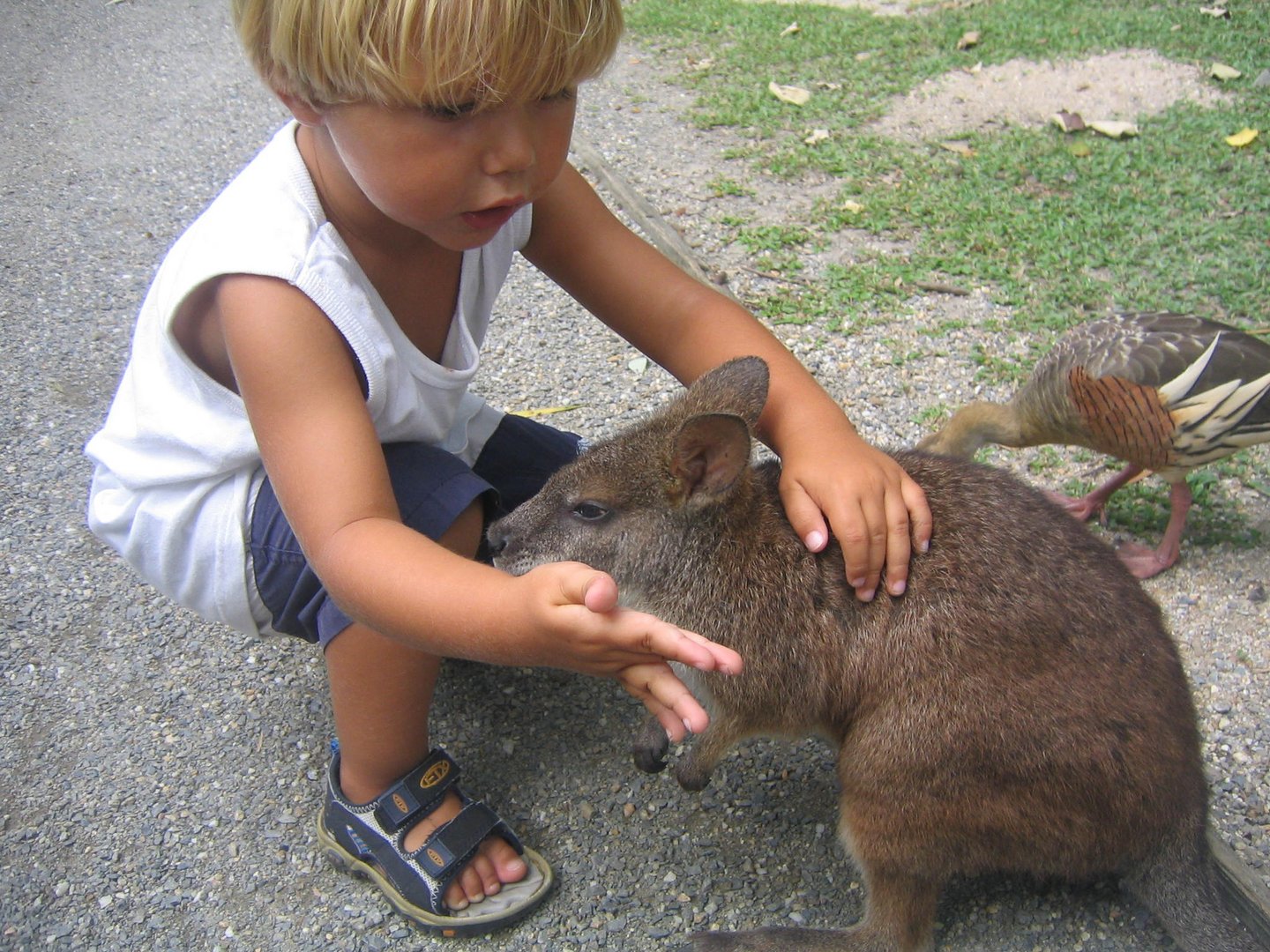 Australia - Kangaroo