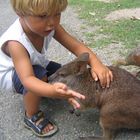 Australia - Kangaroo