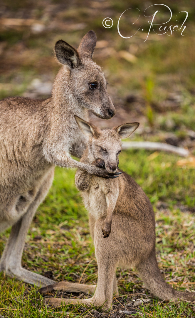 Australia Wildlife