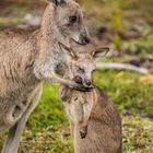 Australia Wildlife