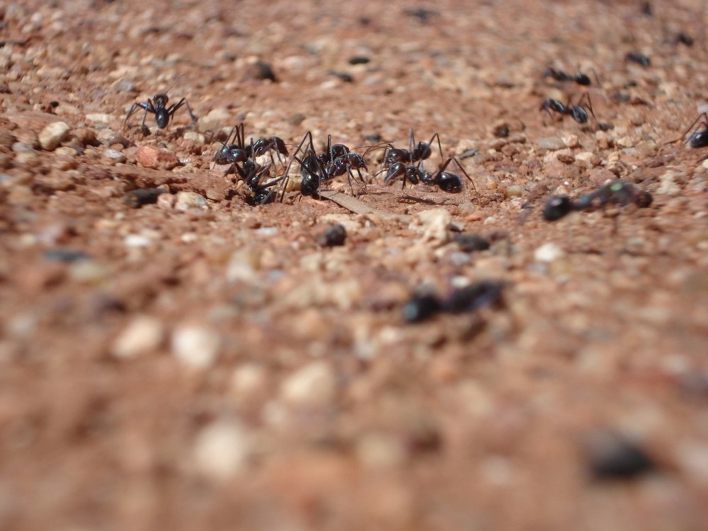 Australian Antz