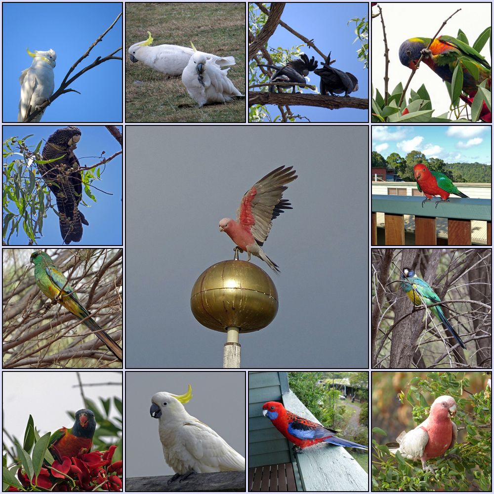 Australian Birds (2) ... Foto & Bild | tiere, wildlife, wild lebende vögel Bilder auf fotocommunity