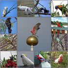 Australian Birds (2) ...