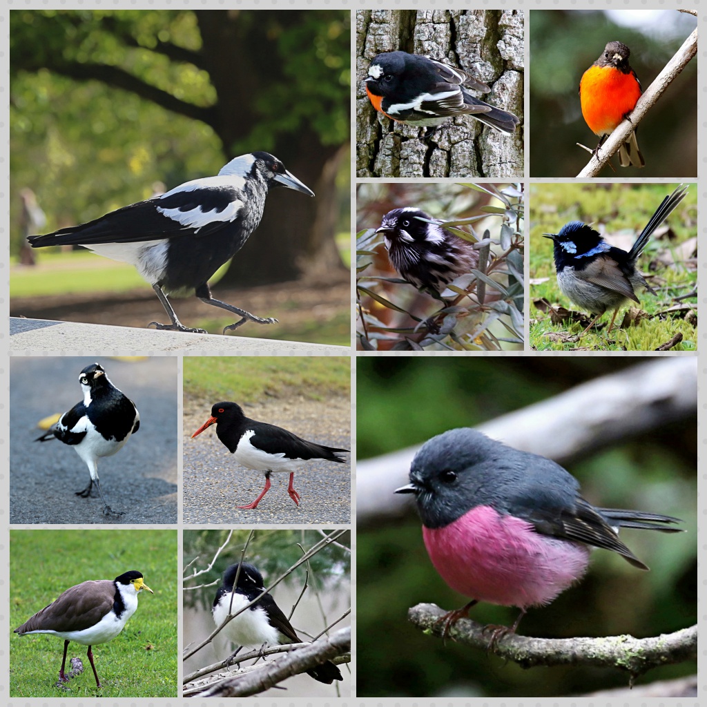 Australian Birds (4) ...
