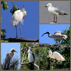 Australian Birds (5) ...