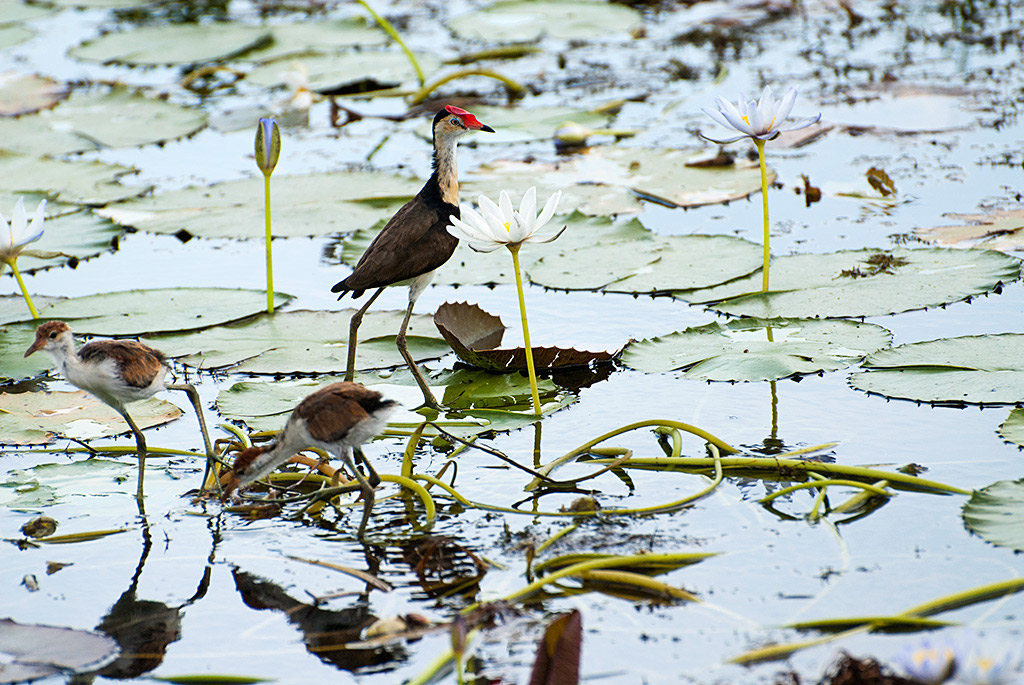 Australian Birds