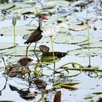 Australian Birds