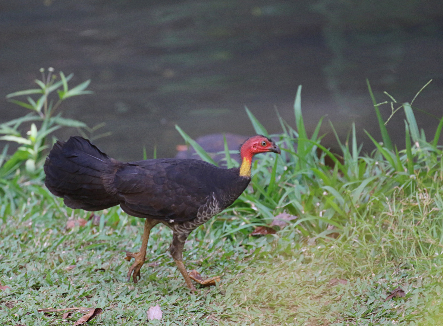 Australian Brush Turkey ...