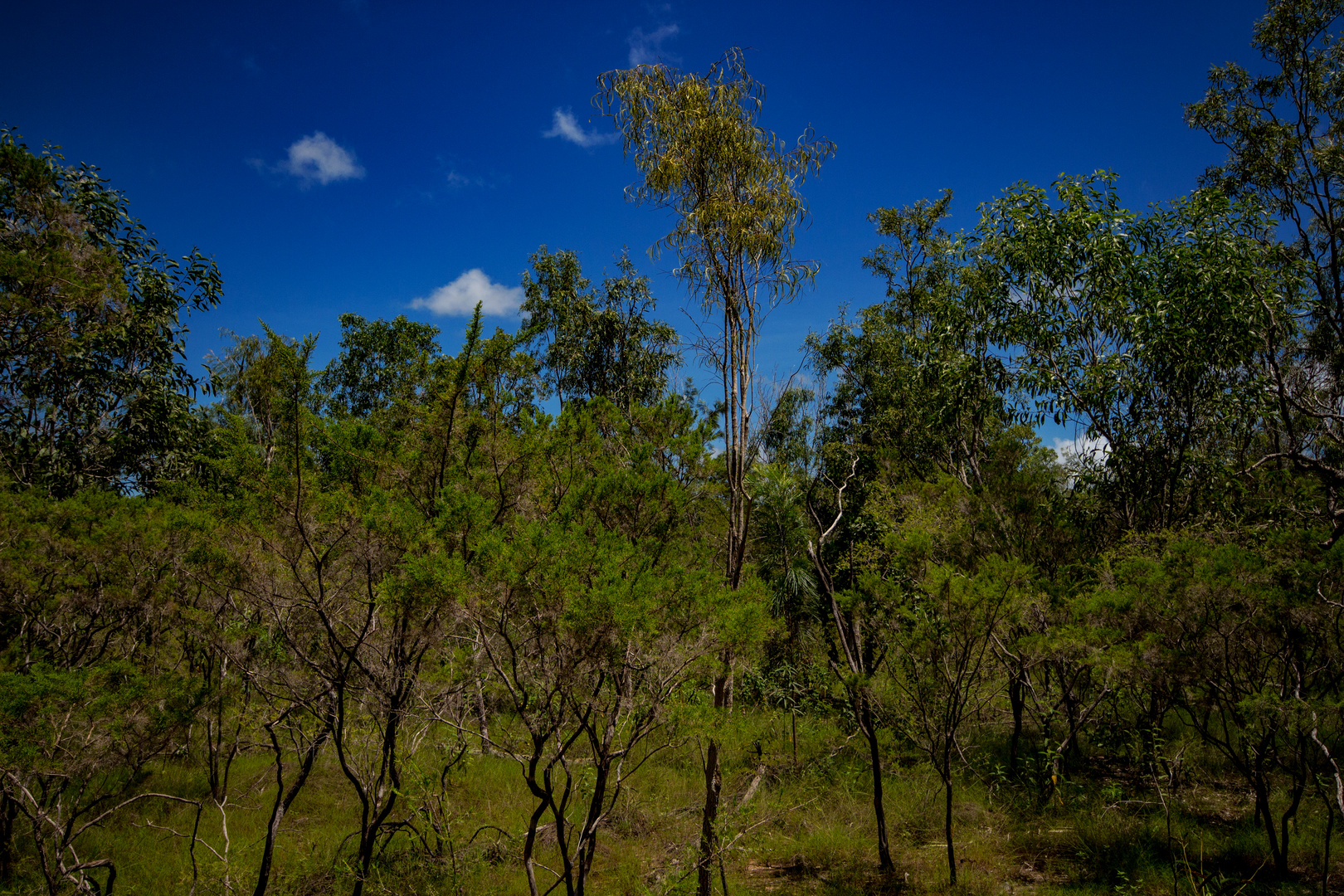 Australian Bush Foto & Bild urlaub, blue, fotos Bilder auf