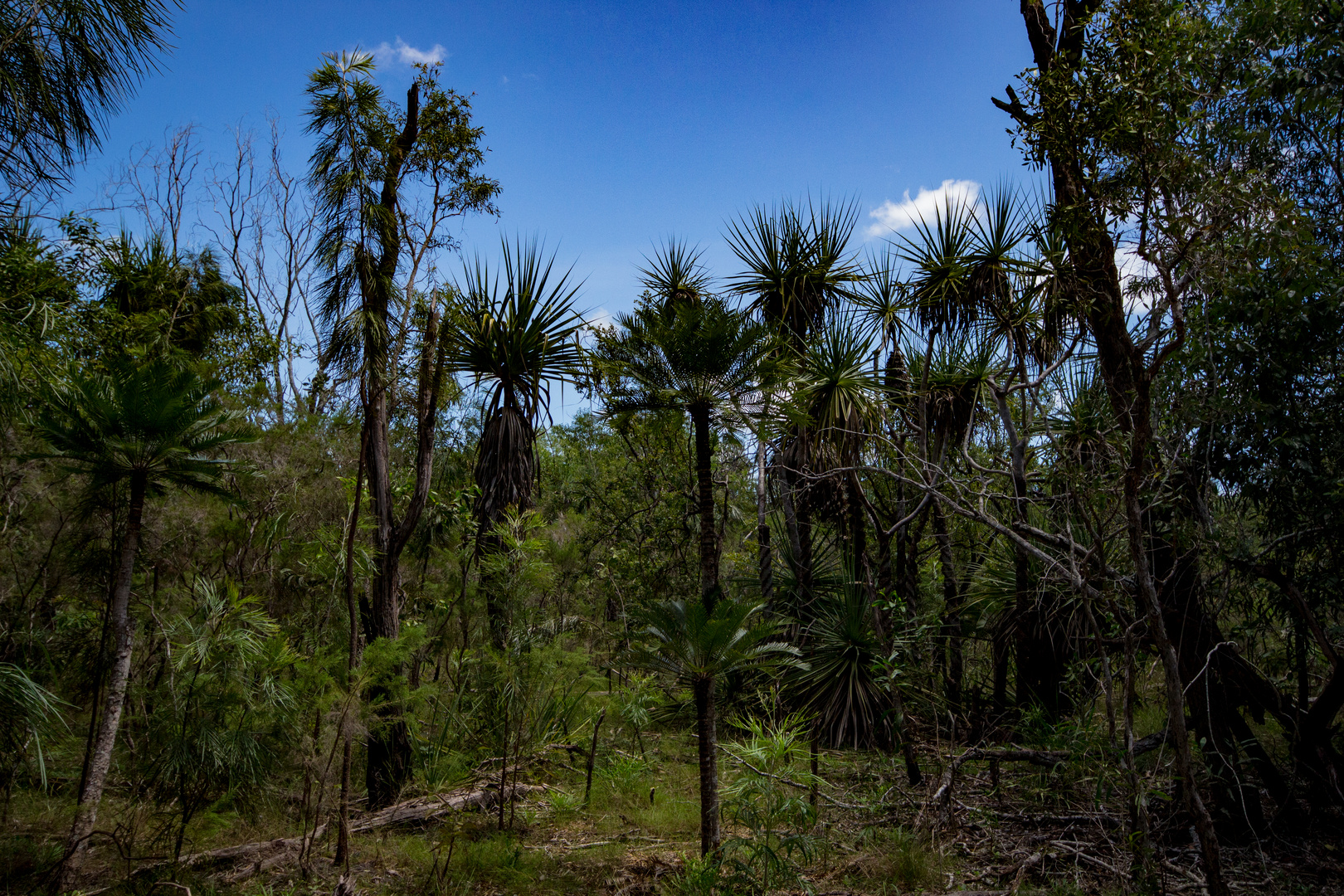 Australian Bush