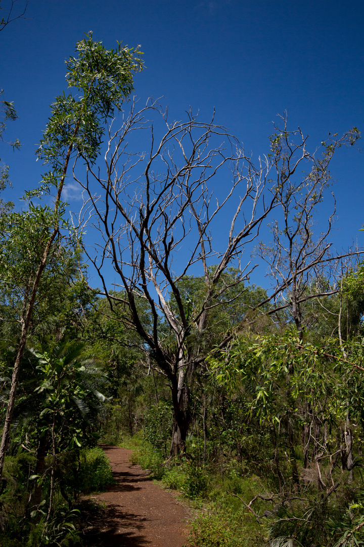 Australian Bush