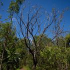 Australian Bush