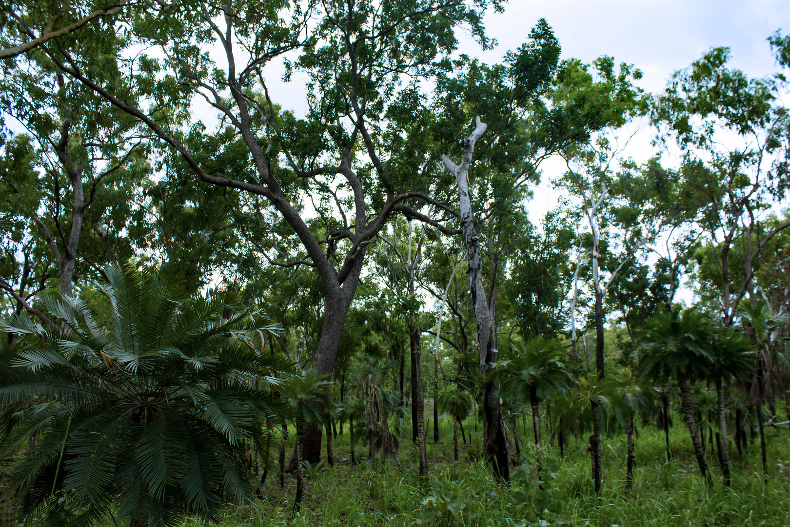 Australian Bush