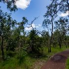 Australian Bush