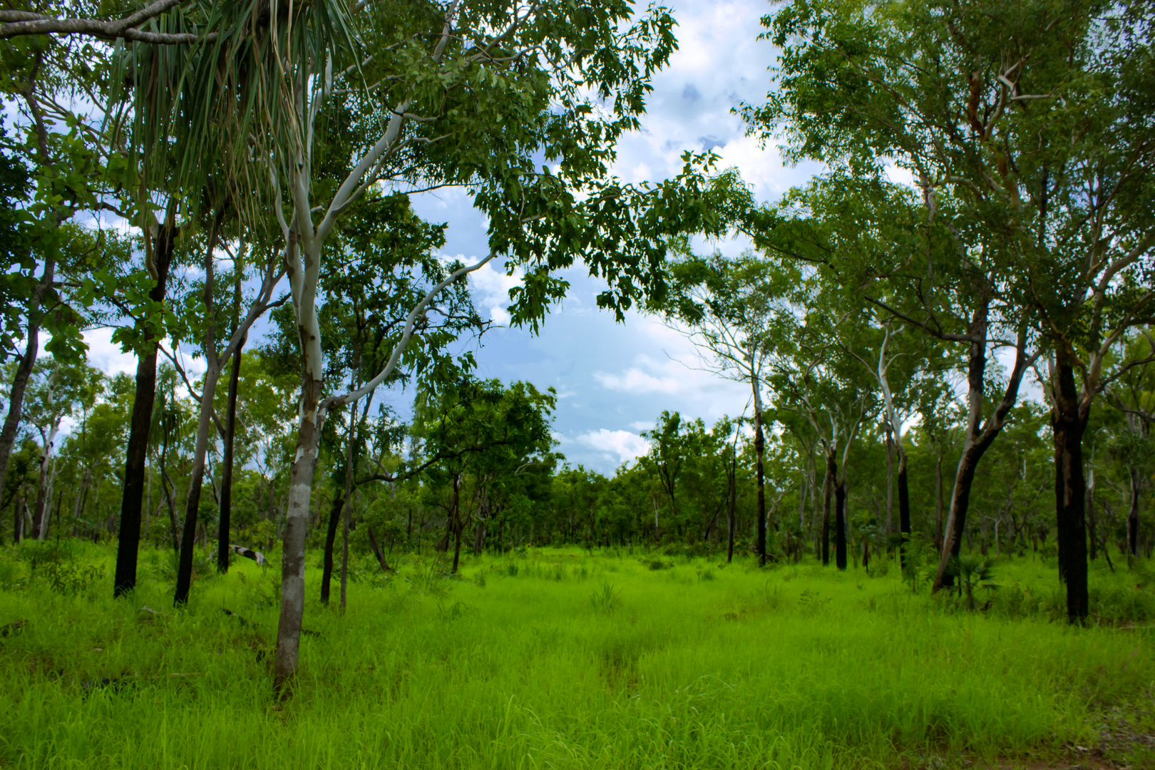 Australian Bush