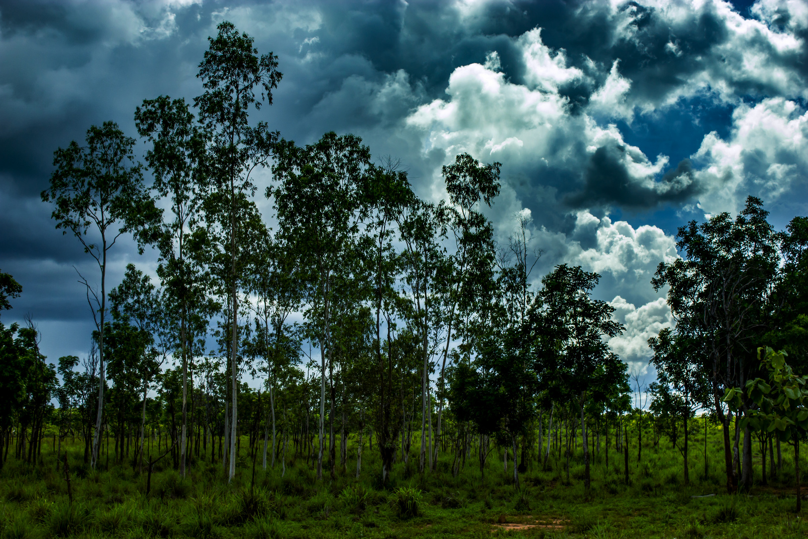 Australian Bush