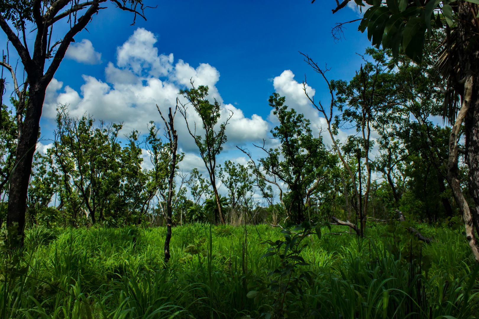 Australian Bush