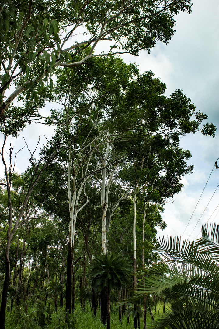 Australian Bush