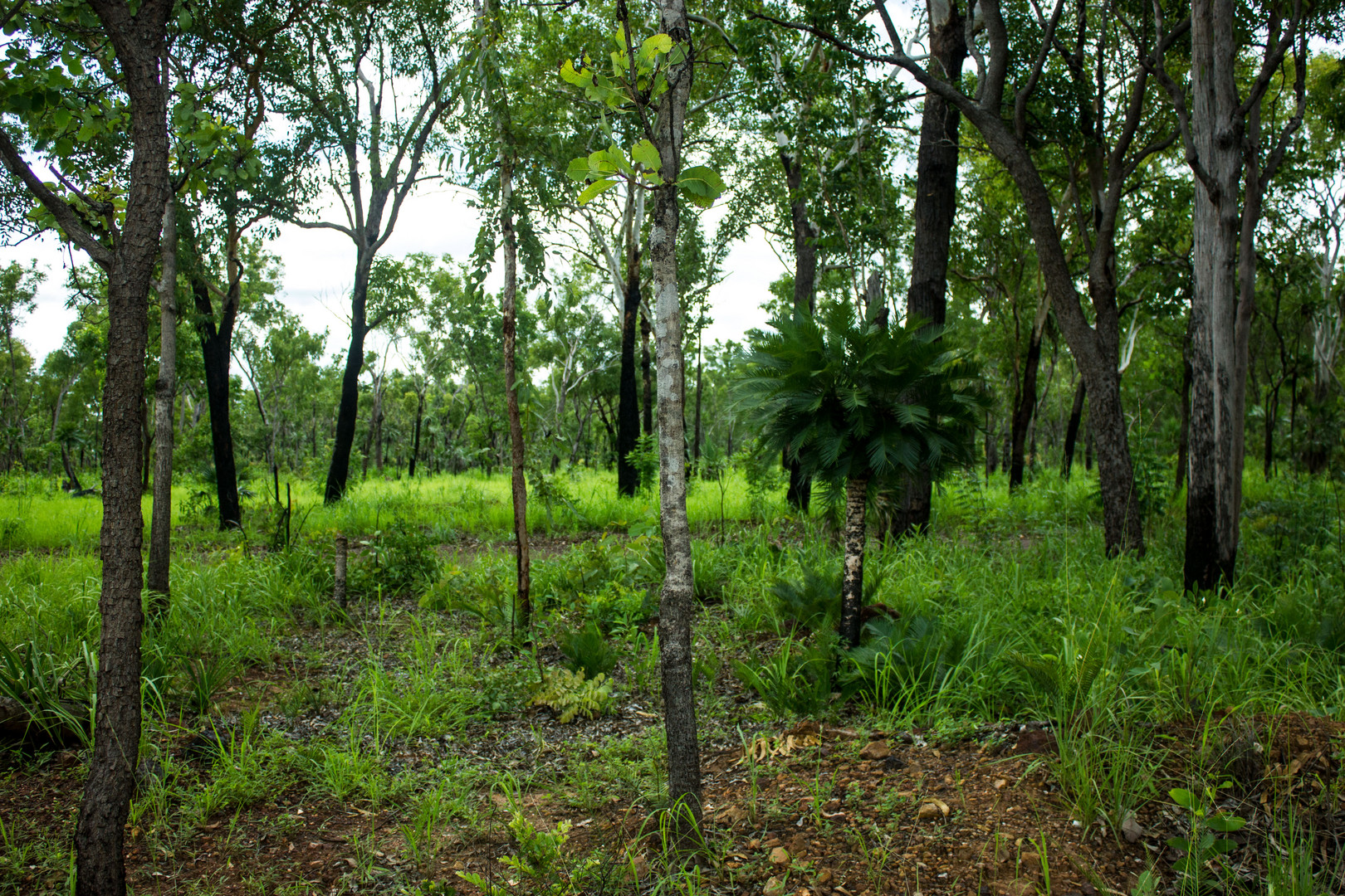 Australian Bush