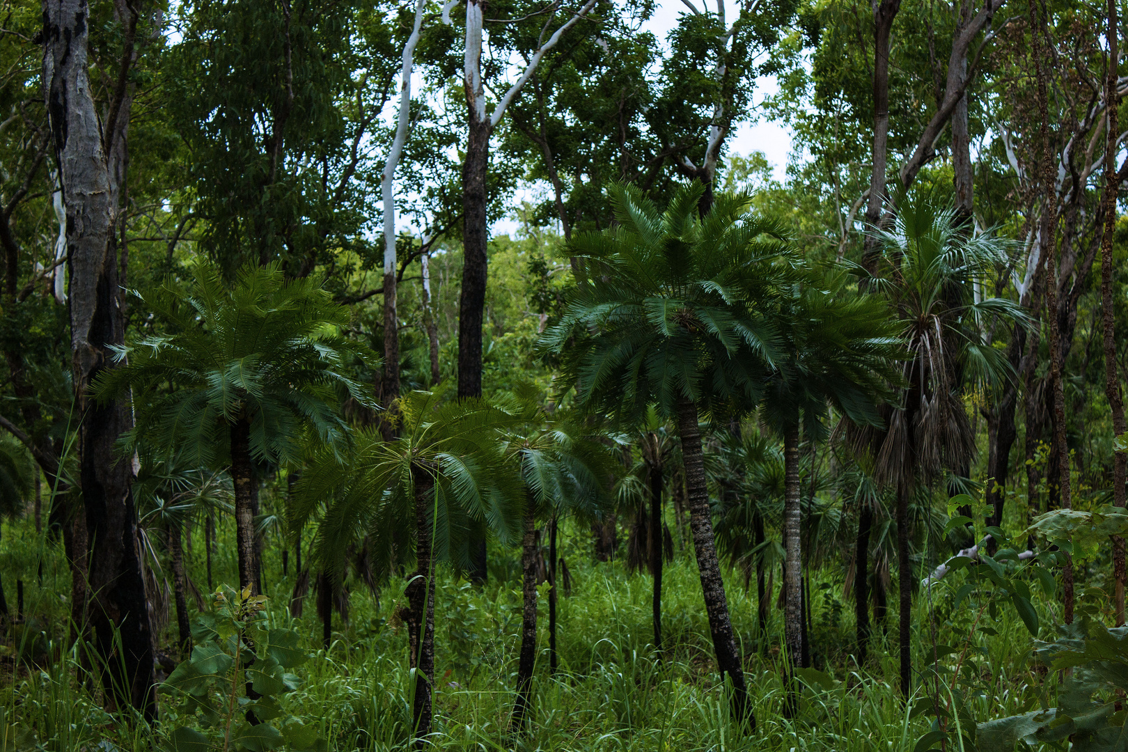 Australian Bush