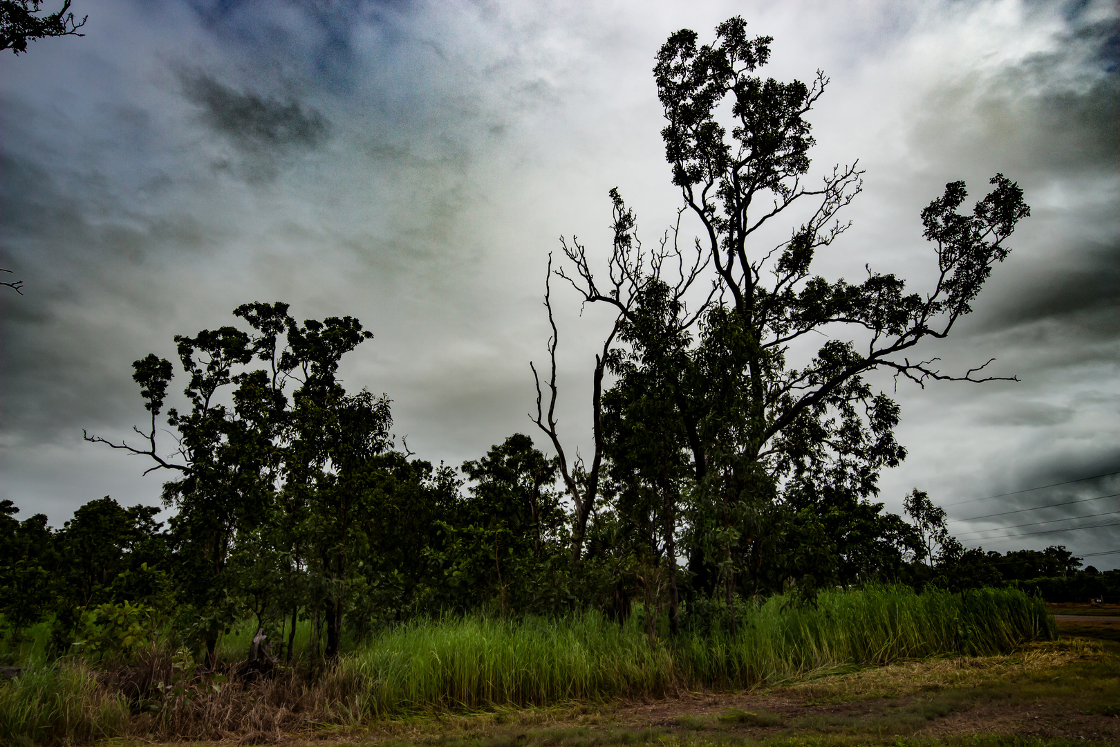 Australian Bush III