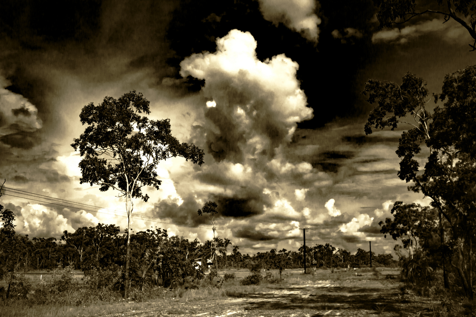 Australian Bush in Sepia