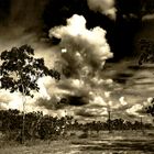 Australian Bush in Sepia