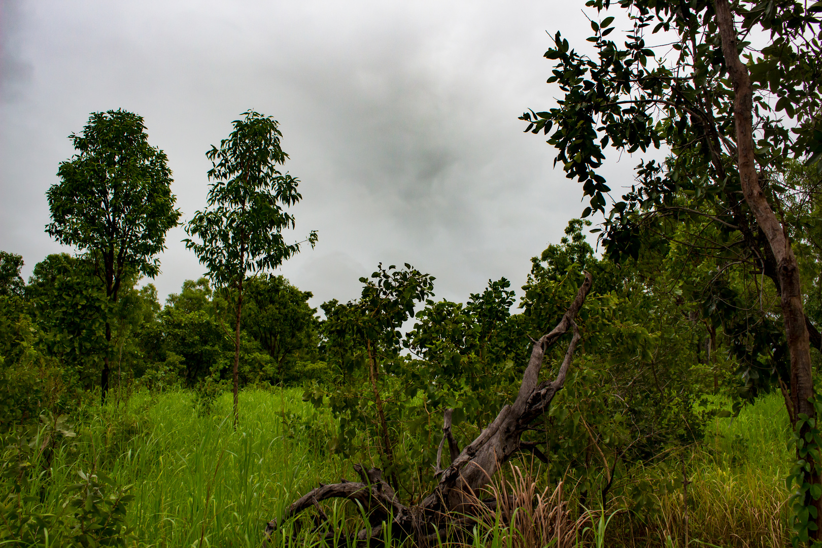 Australian Bush IV