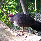 *** Australian Bush Turkey / Brush Turkey ***