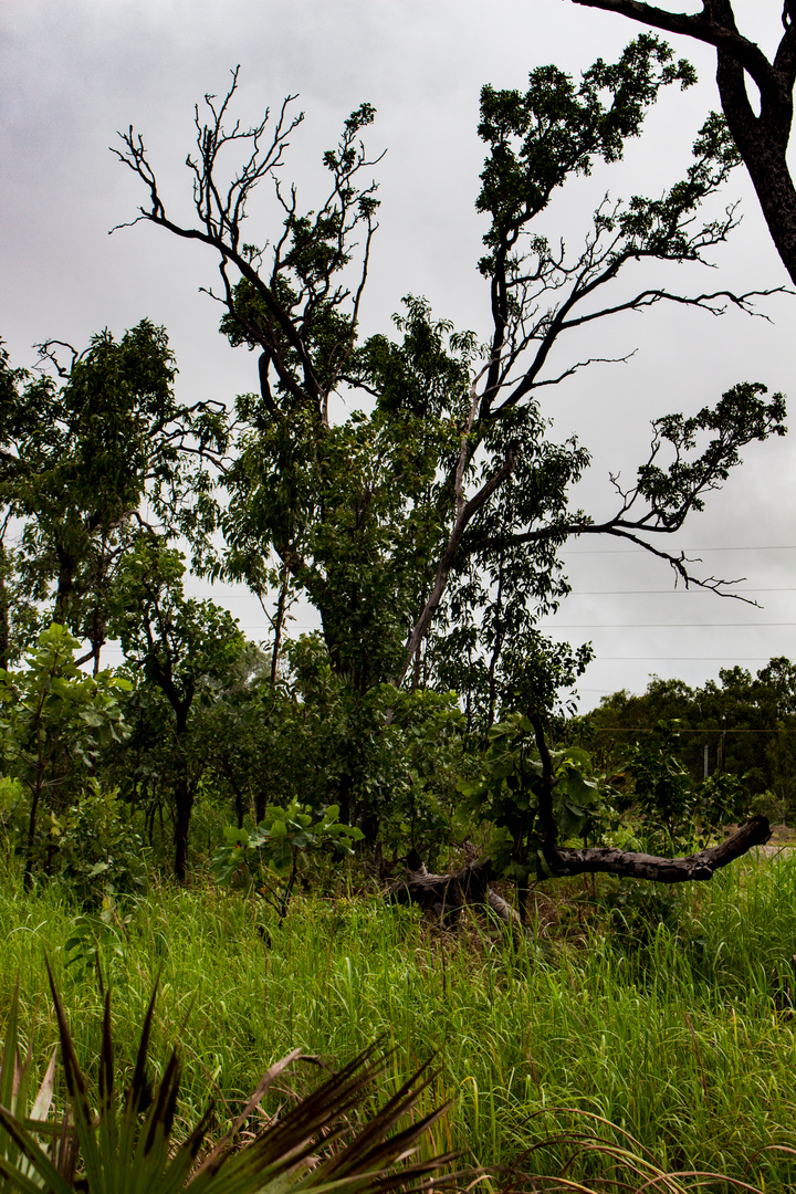 Australian Bush V