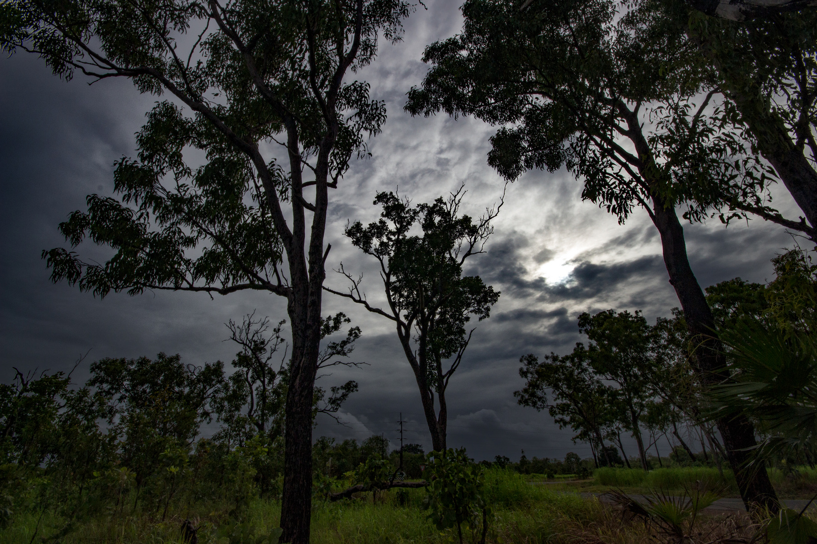 Australian Bush VI