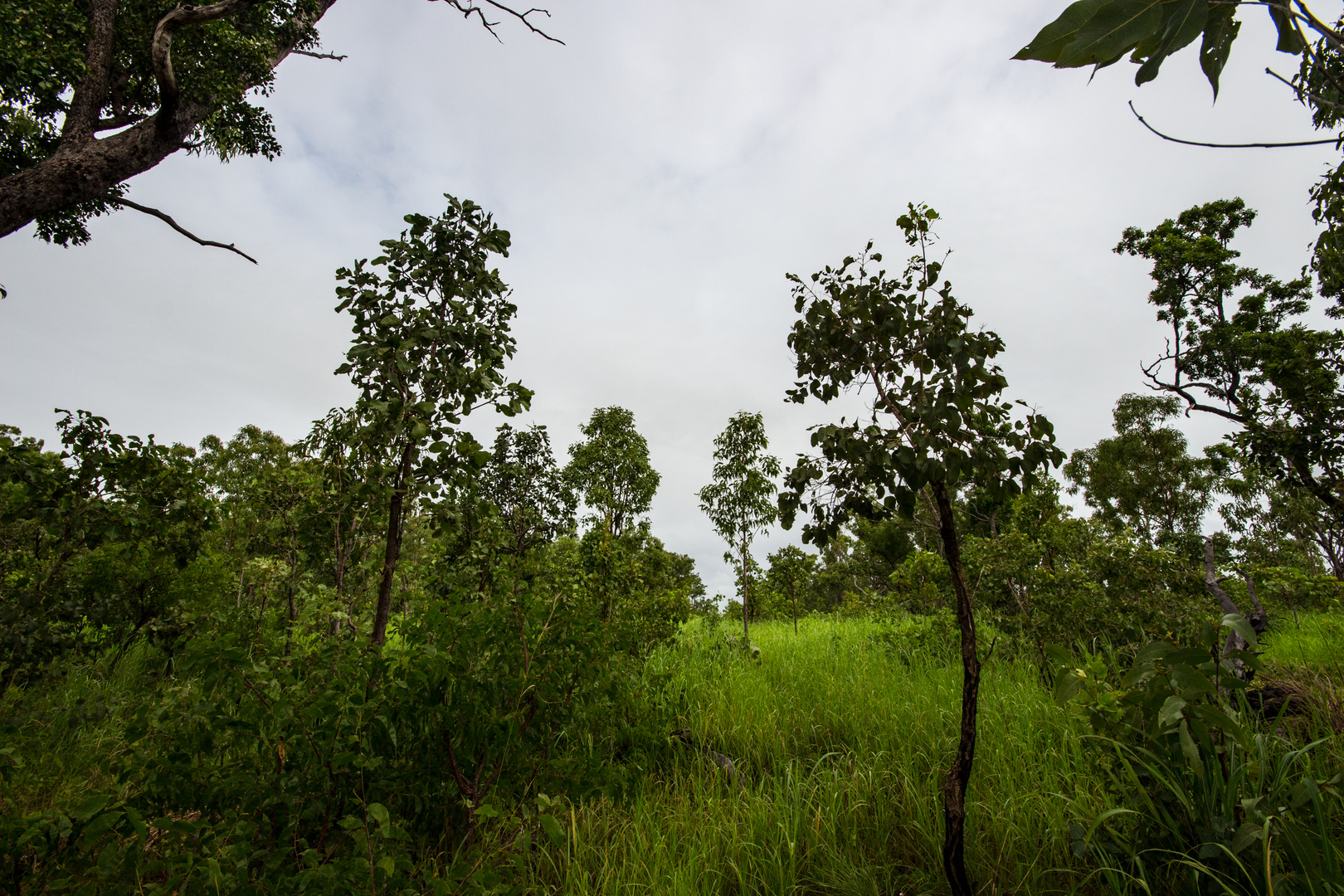 Australian Bush VII