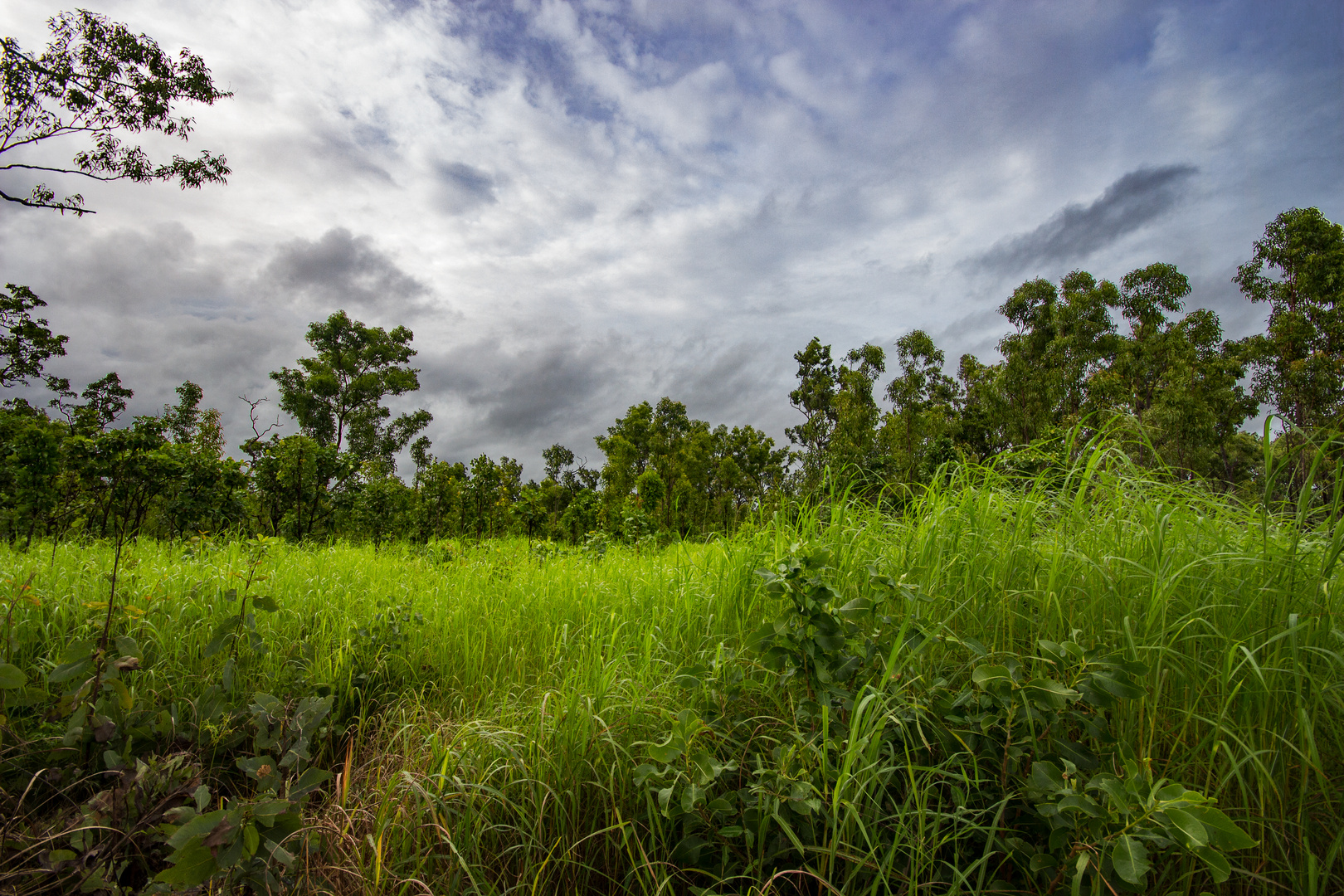 Australian Bush VIII