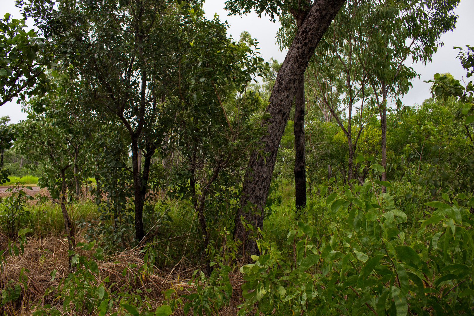 Australian Bush X Foto & Bild australia, northern territory, feb