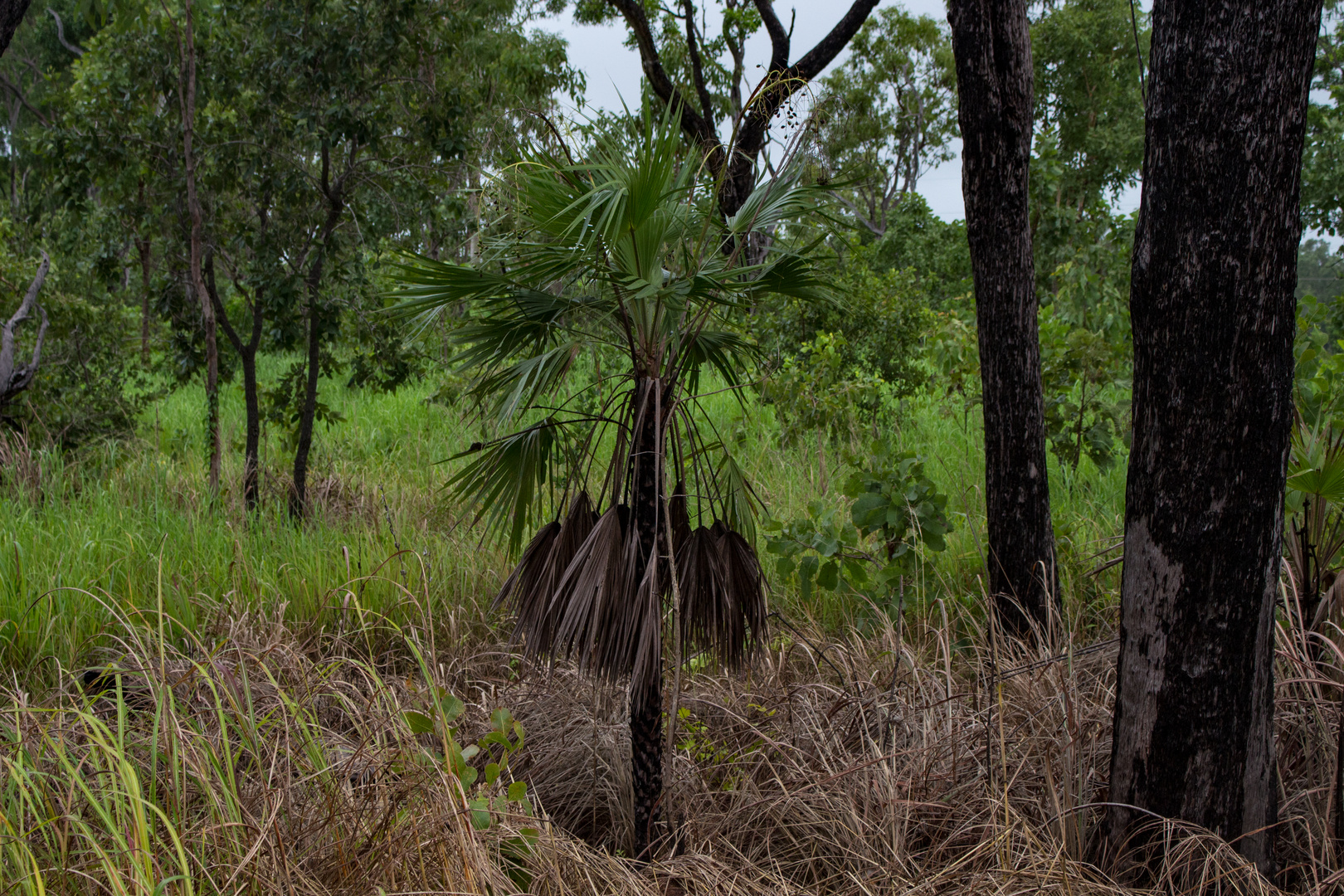 Australian Bush XI